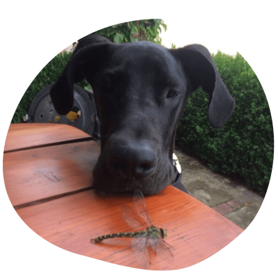 tierische Begleiter Sam tierische Begleiter Sam